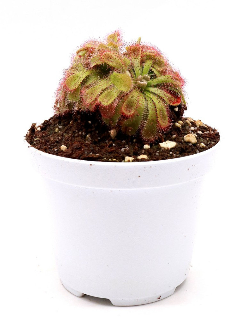 Drosera aliciae "Clump a palmetta"