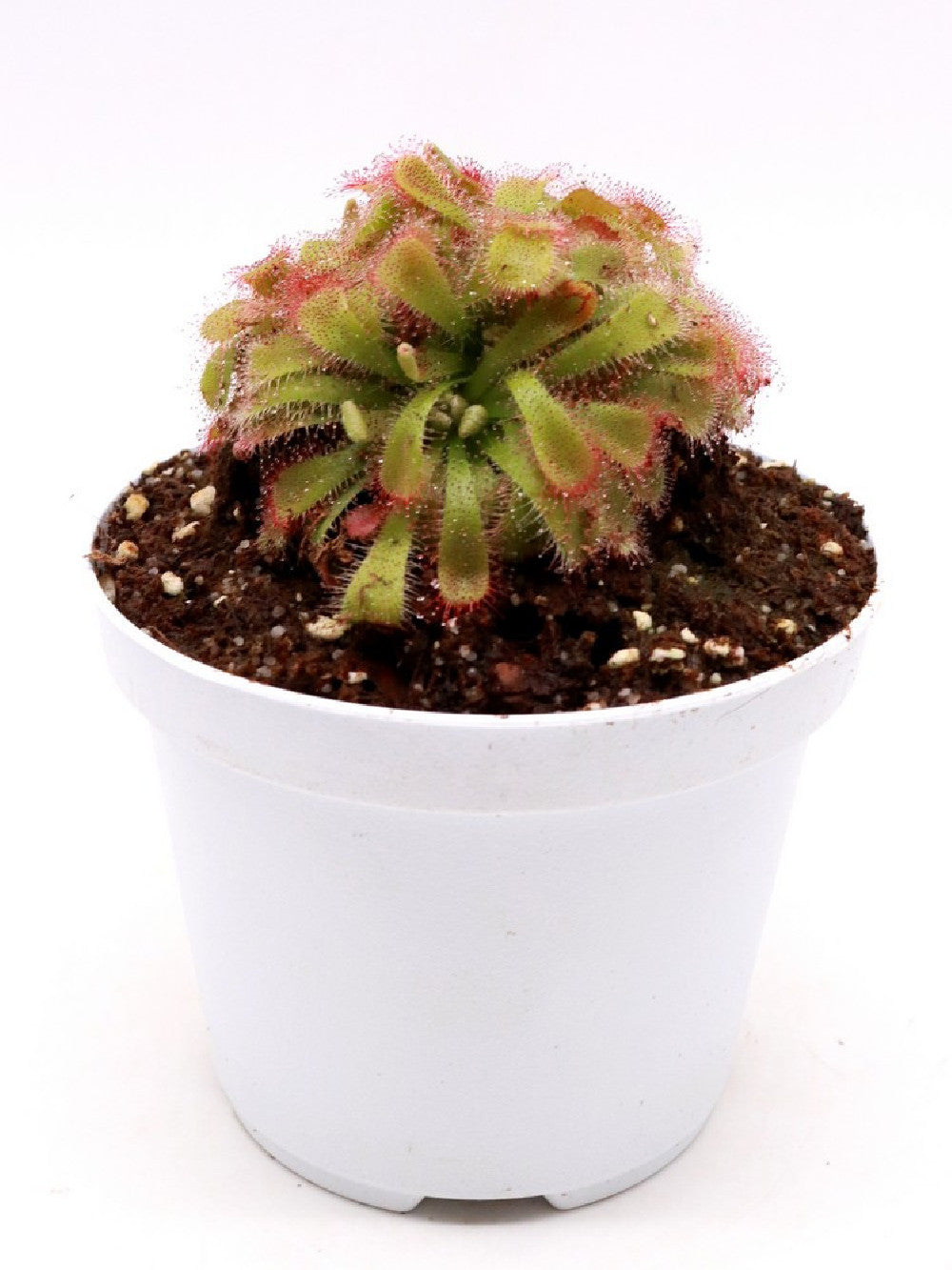 Drosera aliciae "Clump a palmetta"