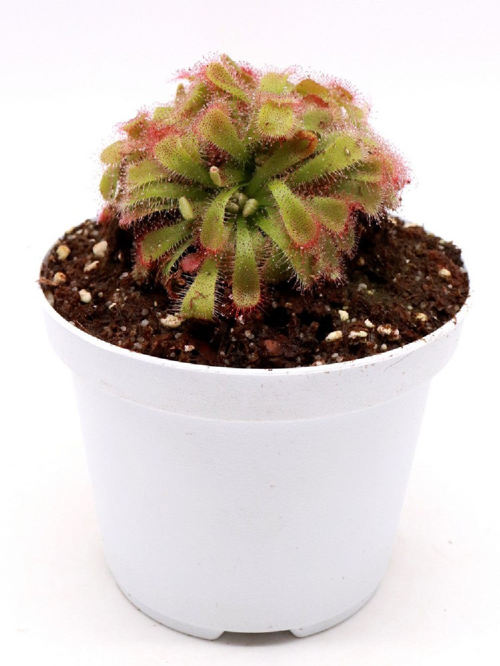 Drosera aliciae "Clump a palmetta"