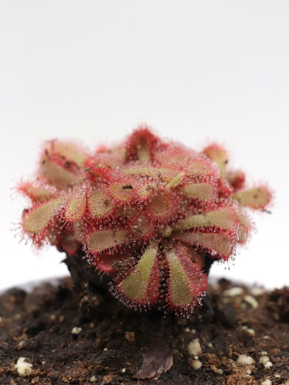Drosera aliciae "Clump a palmetta"