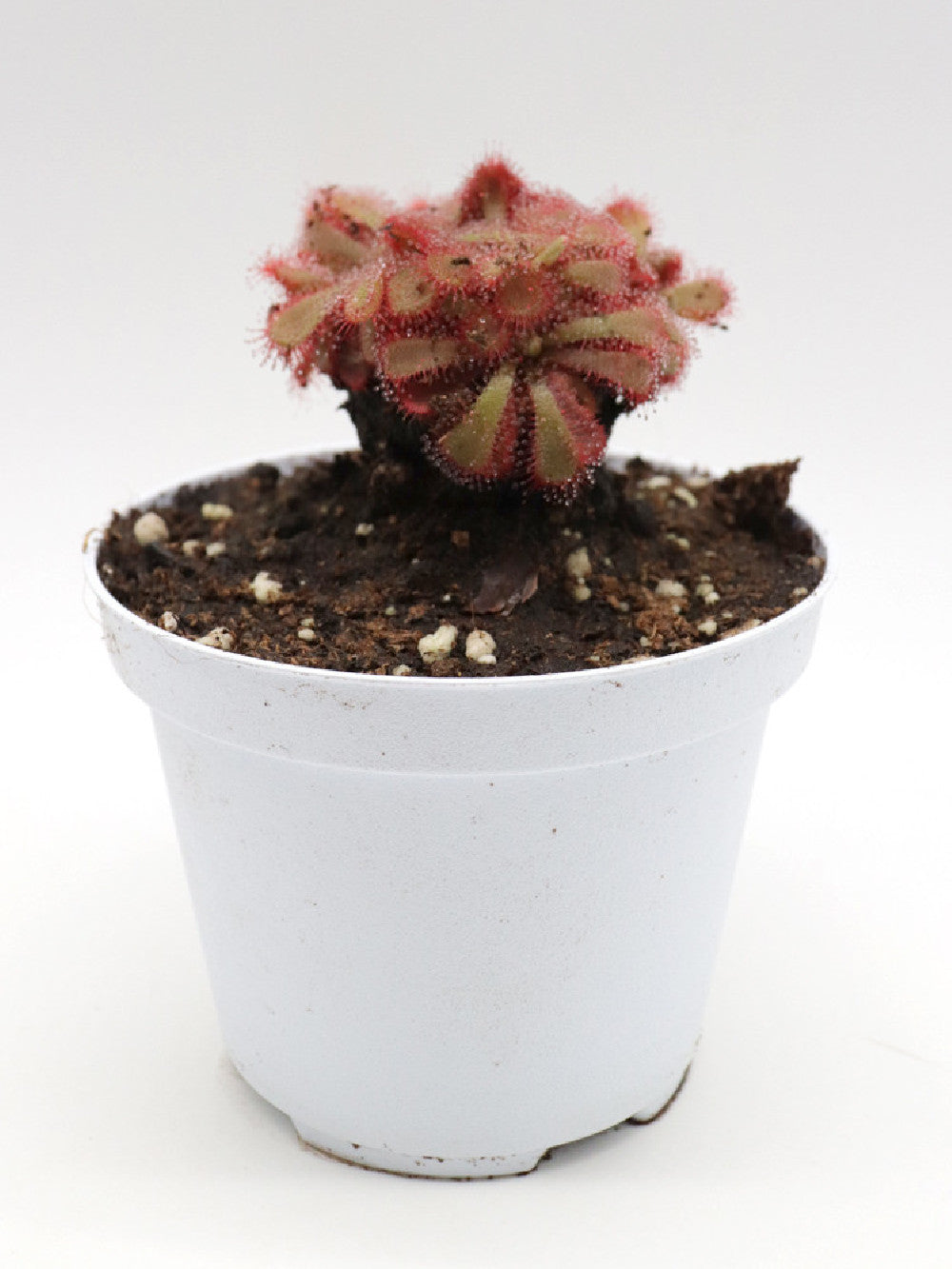 Drosera aliciae "Clump a palmetta"