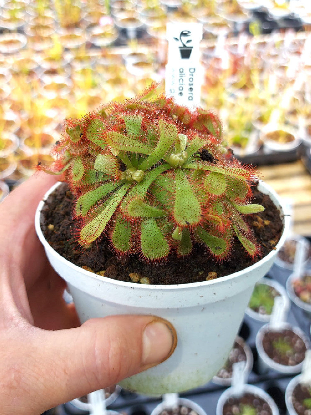 Drosera aliciae  "Clump a palmetta"