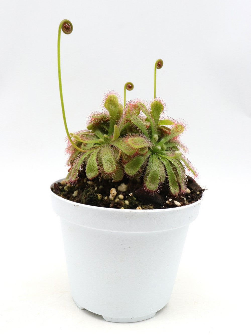 Drosera aliciae "Clump a palmetta"
