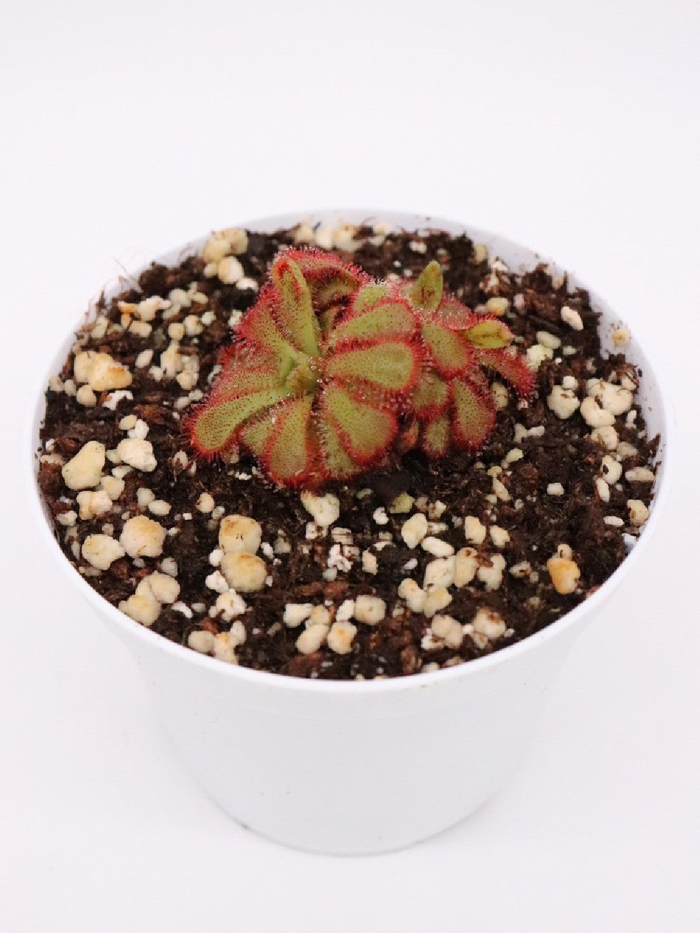 Drosera aliciae , Table mountain