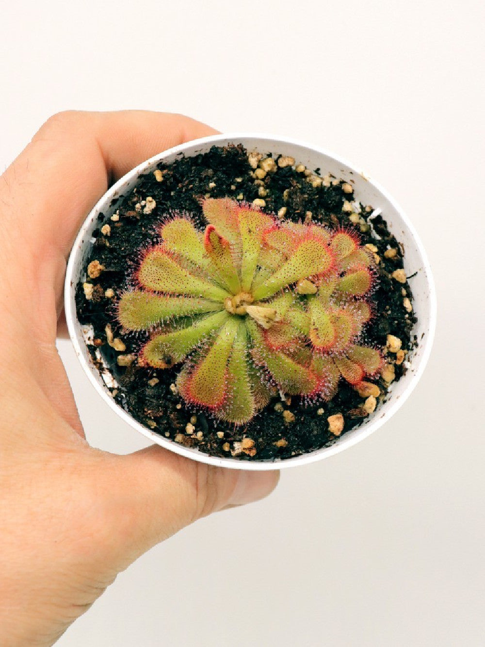 Drosera aliciae , Table mountain