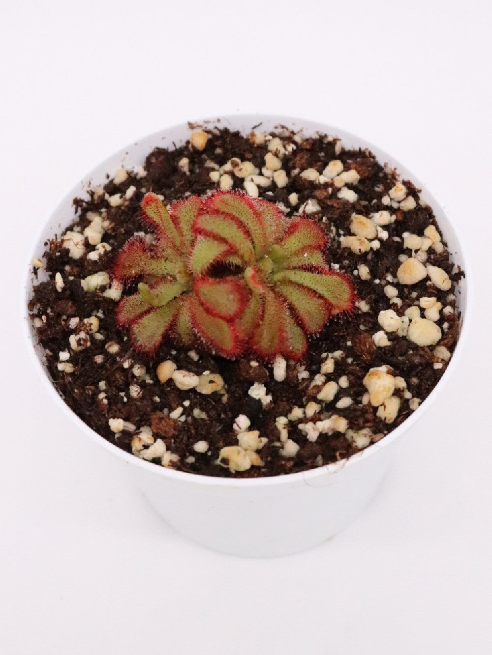 Drosera aliciae , Table mountain