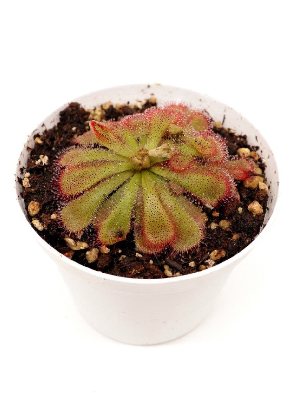 Drosera aliciae , Table mountain