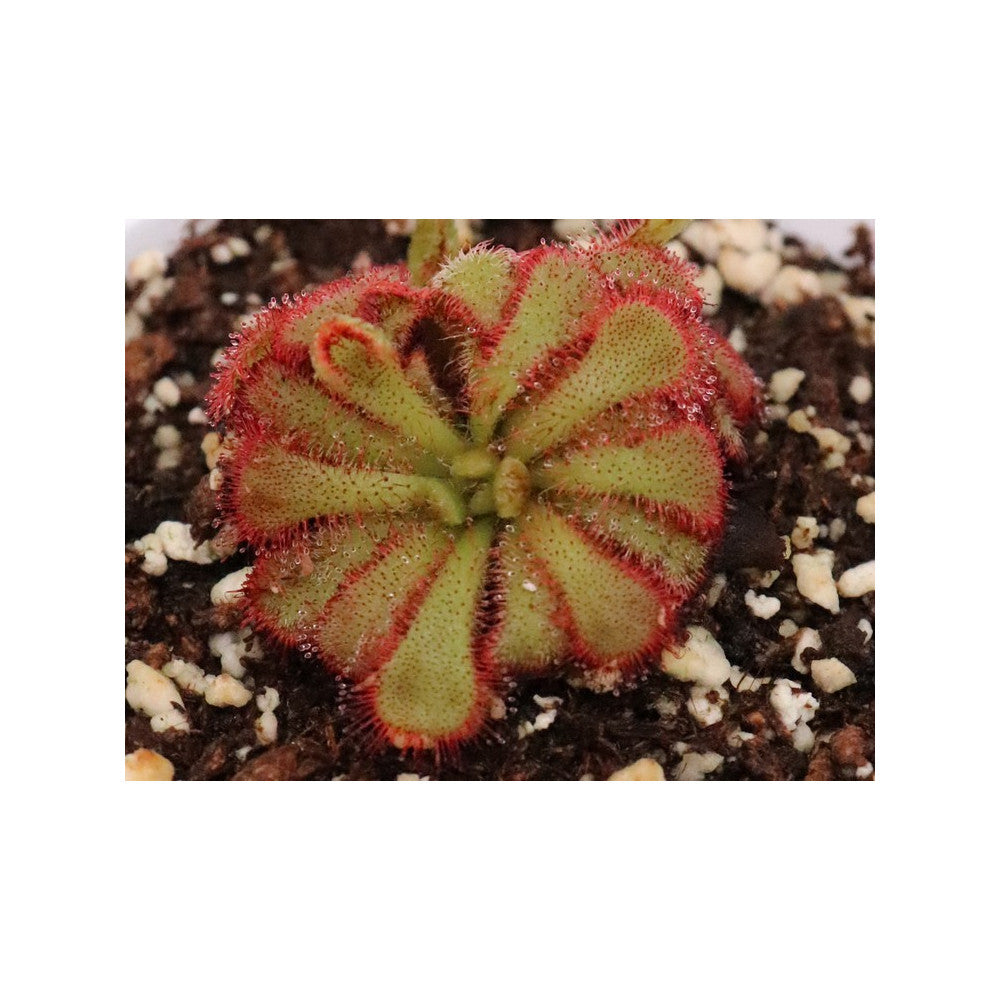 Drosera aliciae , Table mountain