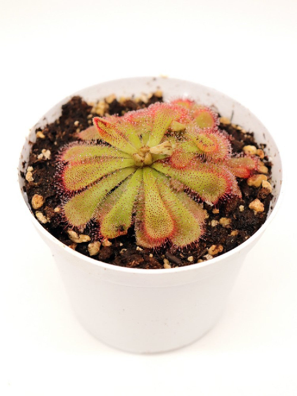 Drosera aliciae , Table mountain