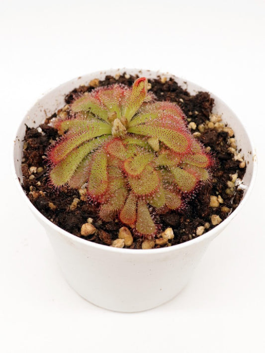 Drosera aliciae , Table mountain