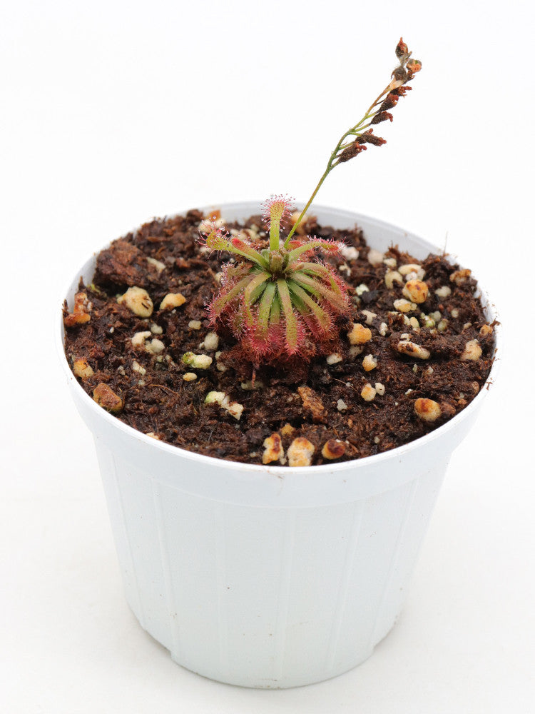 Drosera arenicola   Akopan Tepui, Chimanta Massif