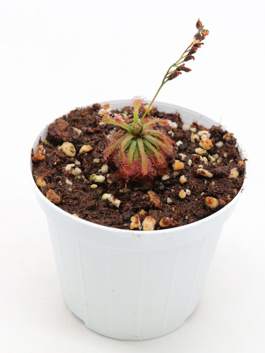 Drosera arenicola   Akopan Tepui, Chimanta Massif