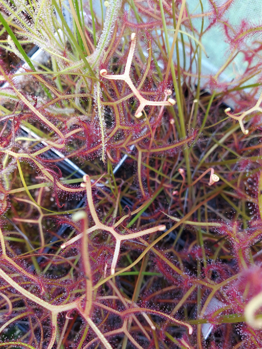 Drosera binata Yellow-White leaves