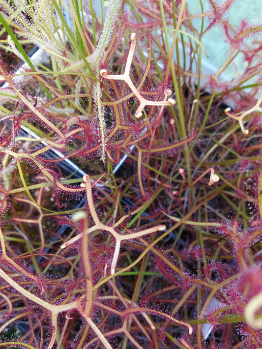 Drosera binata Yellow-White leaves