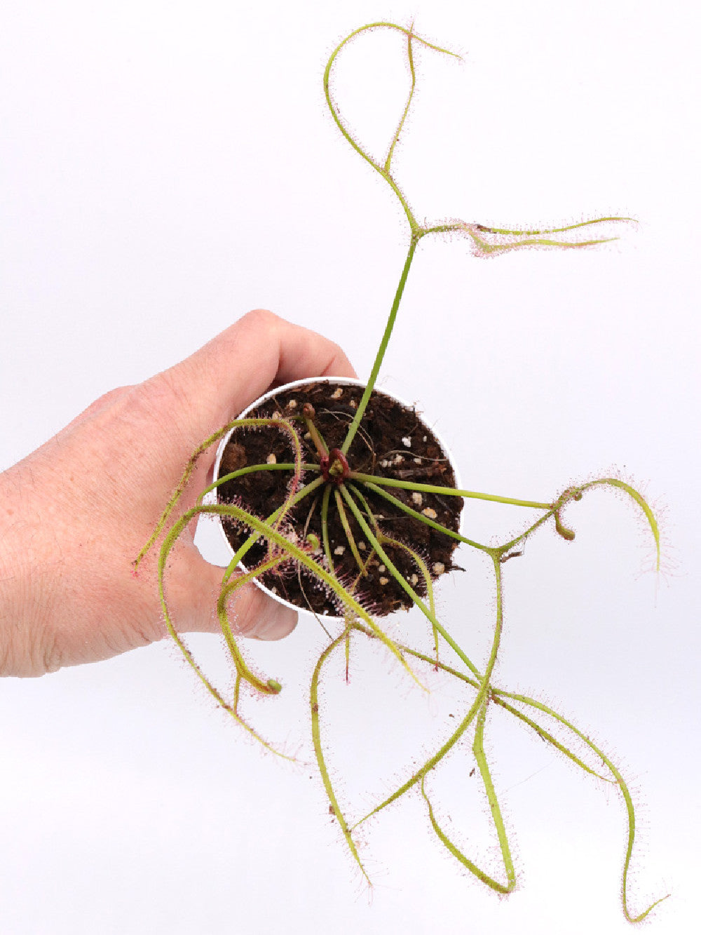 Drosera binata Mix of clone da semina