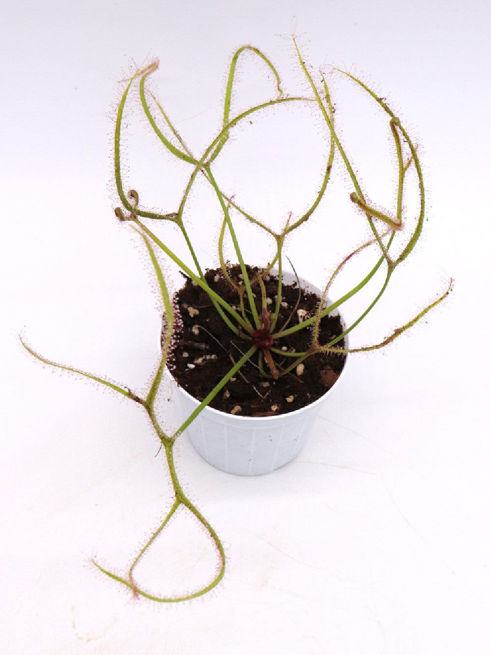 Drosera binata Mix of clone da semina