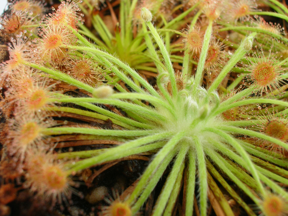 Drosera broomensis    South of Derby, Kimberley, AU