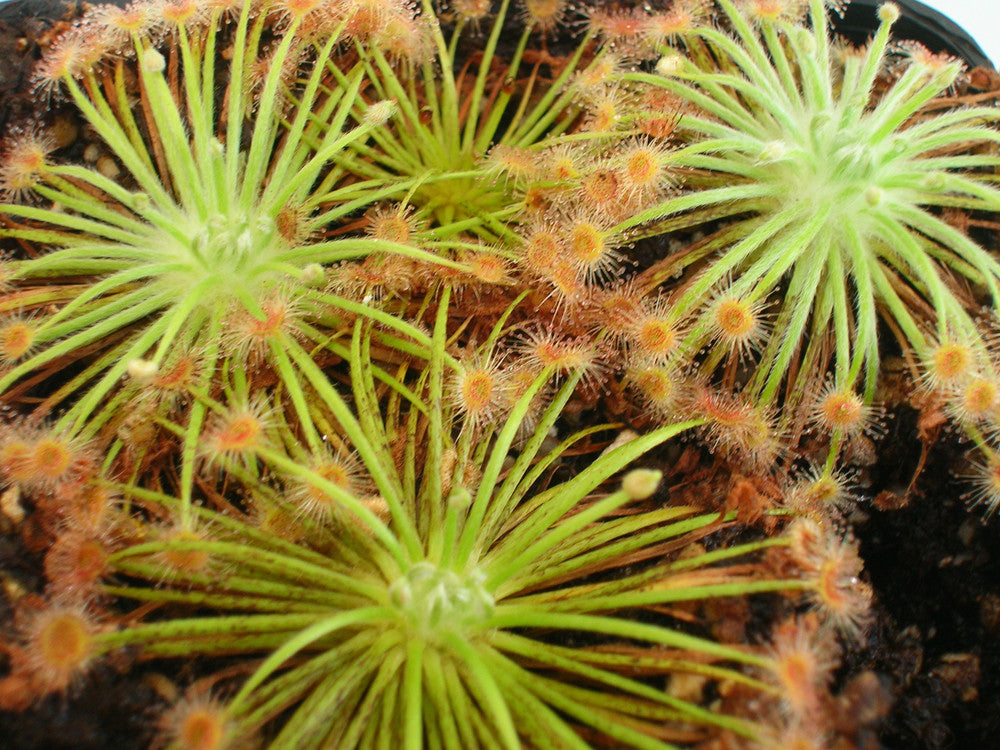 Drosera broomensis    South of Derby, Kimberley, AU