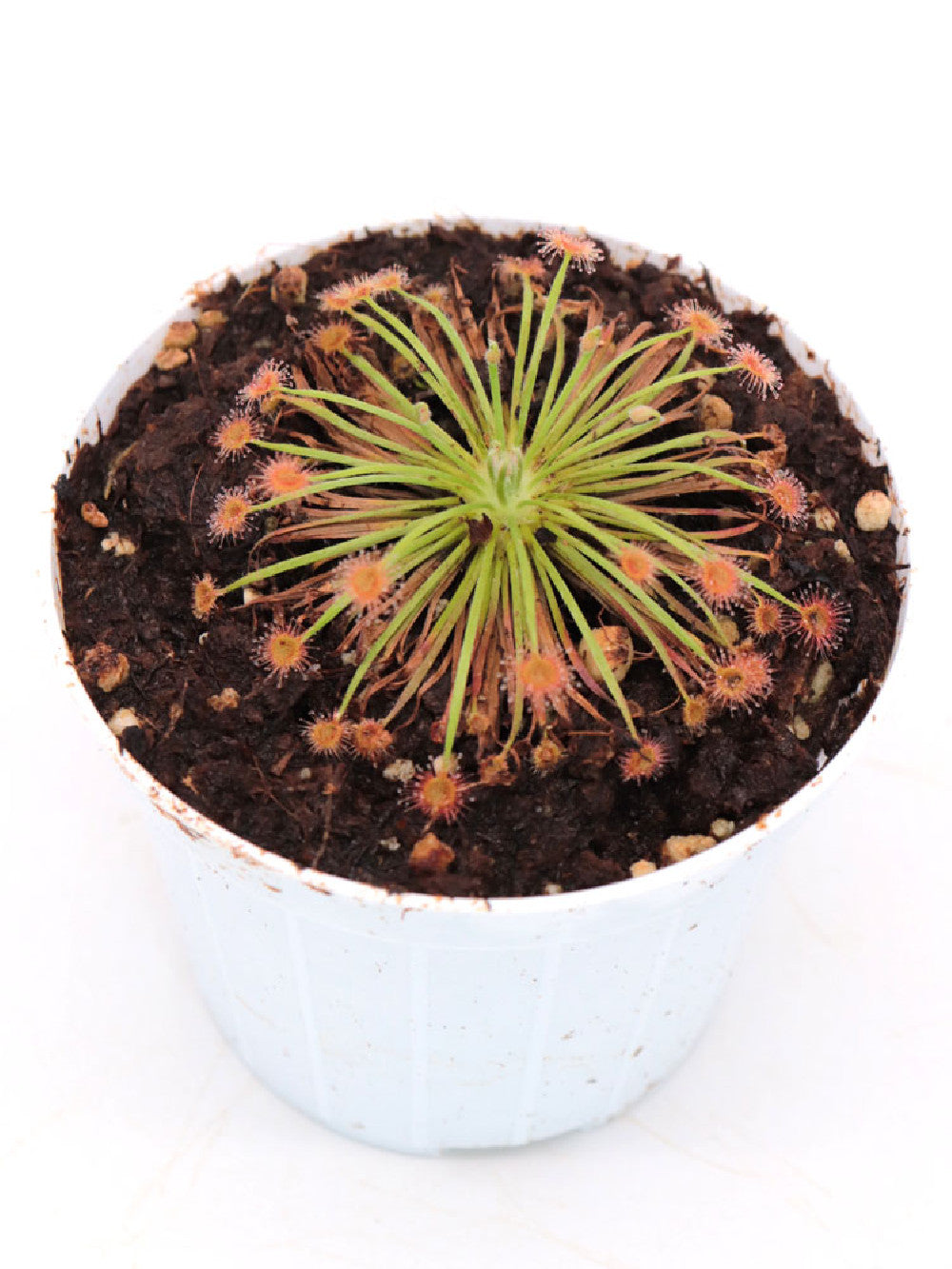 Drosera broomensis    South of Derby, Kimberley, AU