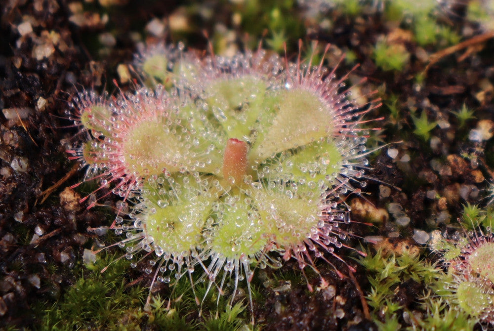 Drosera burmannii "red"