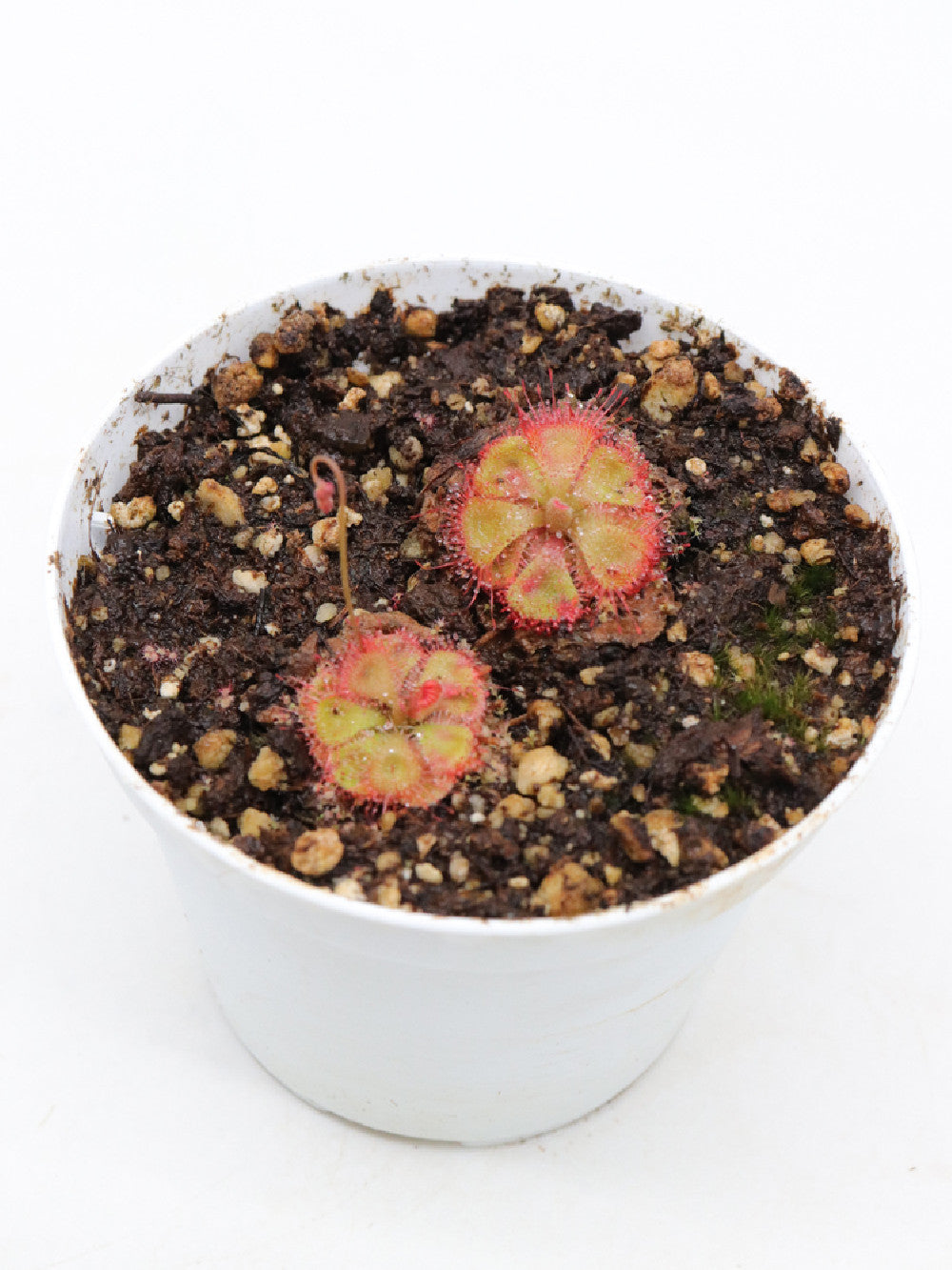 Drosera burmannii "red"