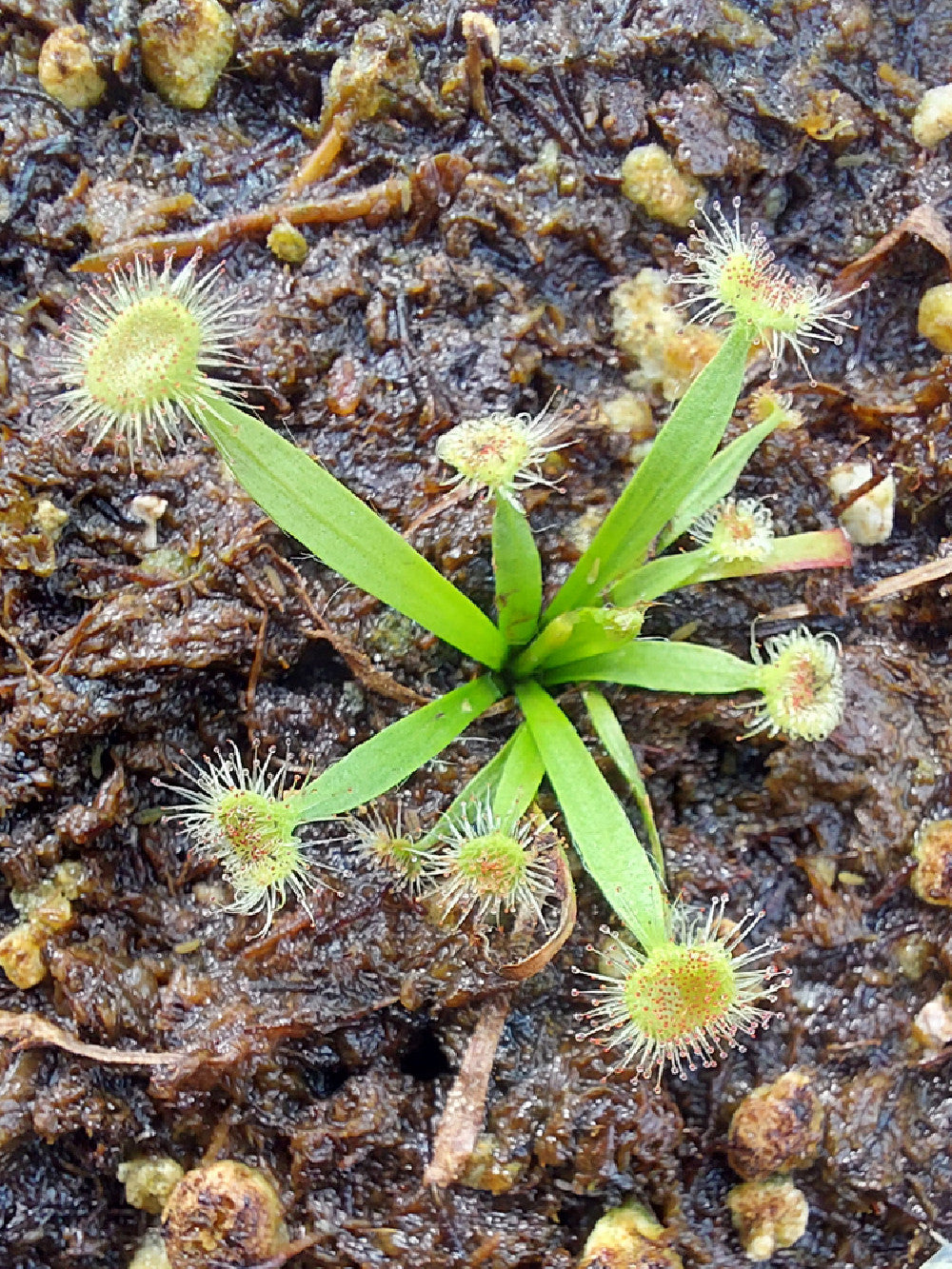 Drosera caduca Bachsten Creek, Kimberley, AU