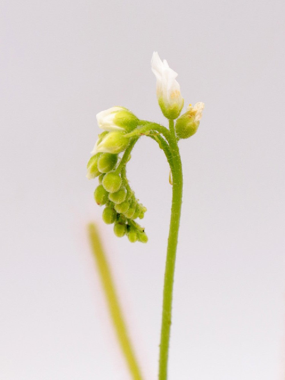 Drosera capensis 'Albino Giant' White flower