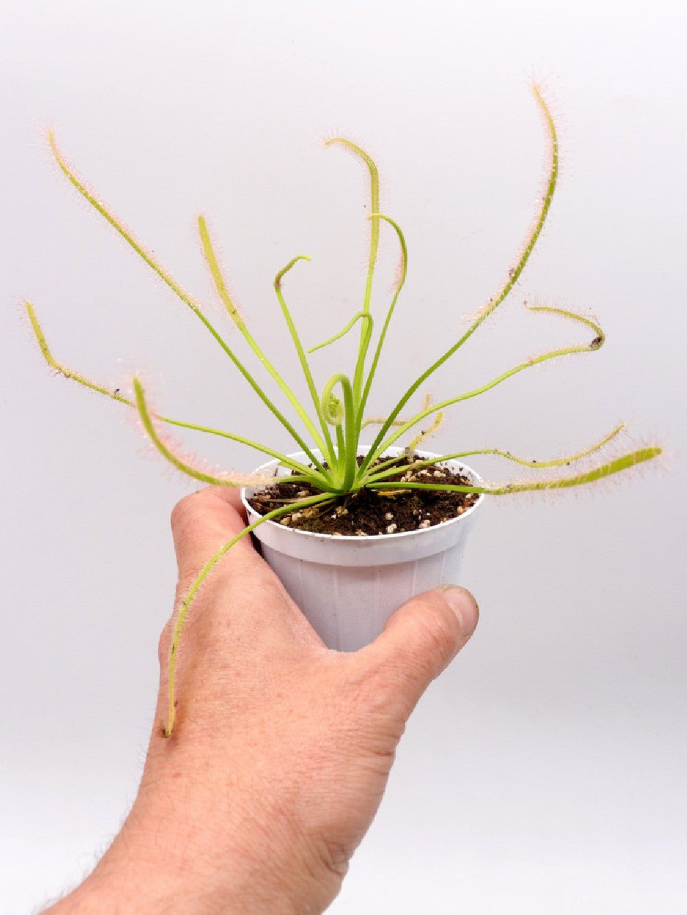Drosera capensis 'Albino Giant' White flower