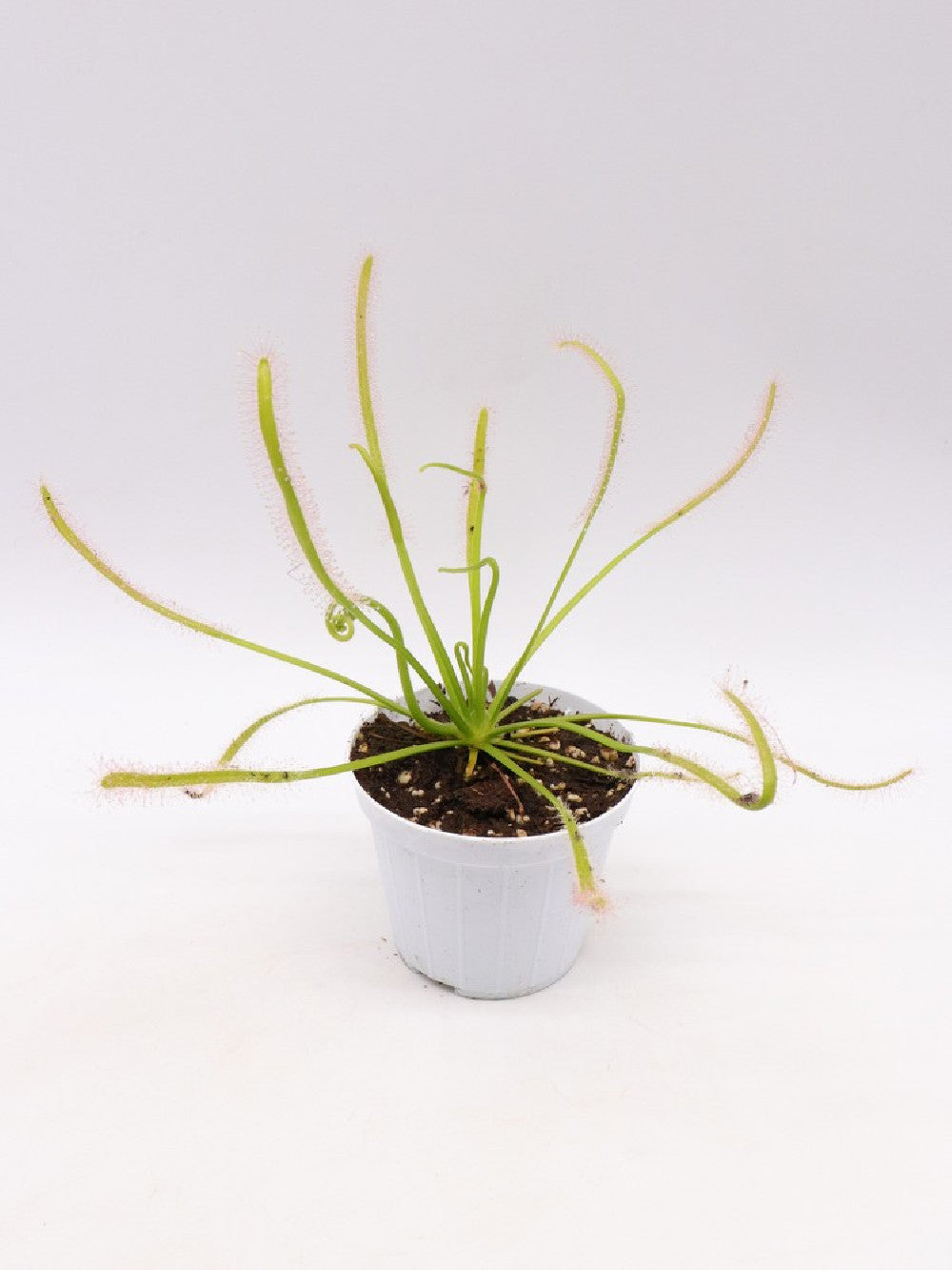 Drosera capensis 'Albino Giant' White flower