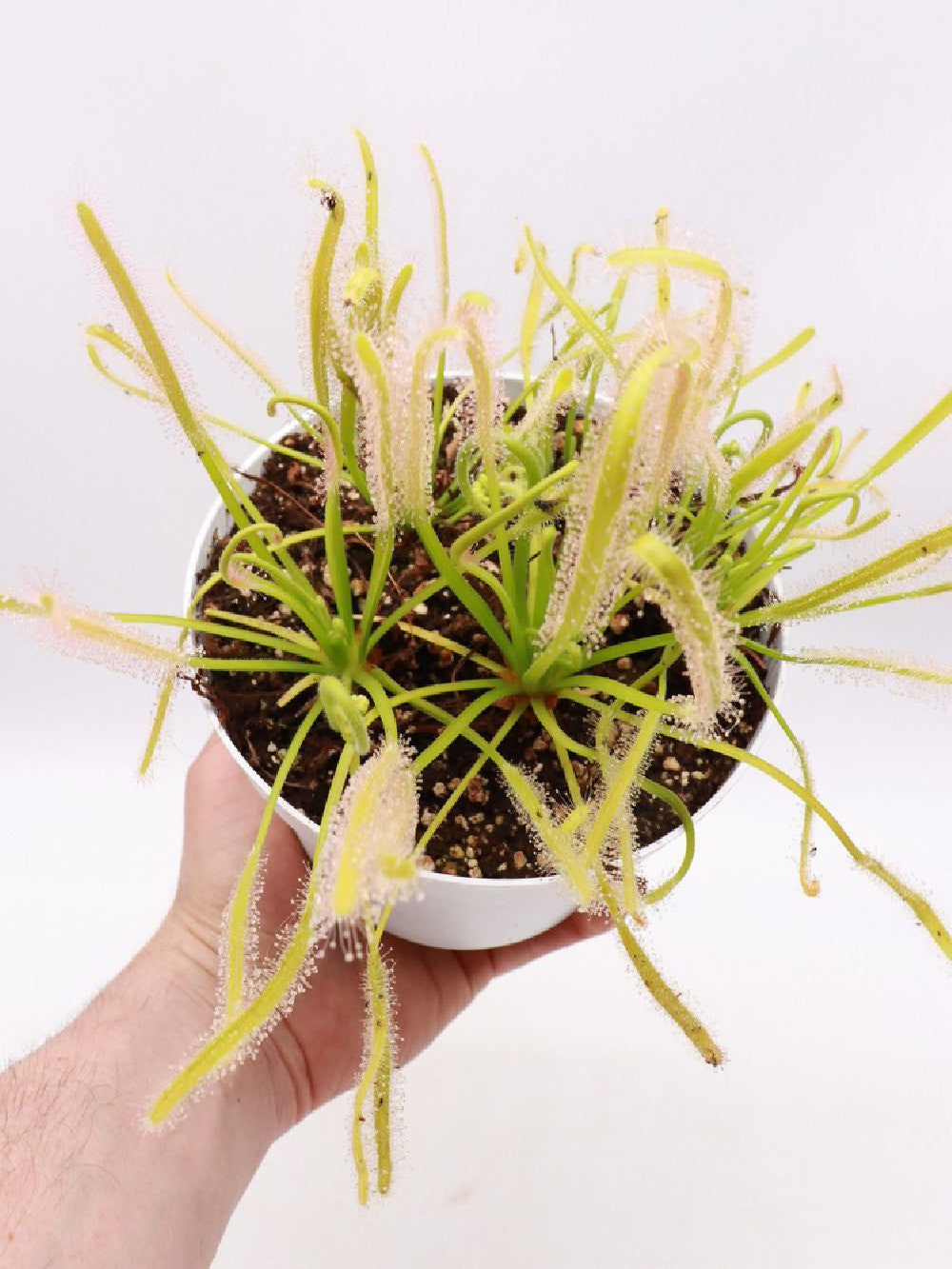 Drosera capensis 'Albino' Large pot 12 cm
