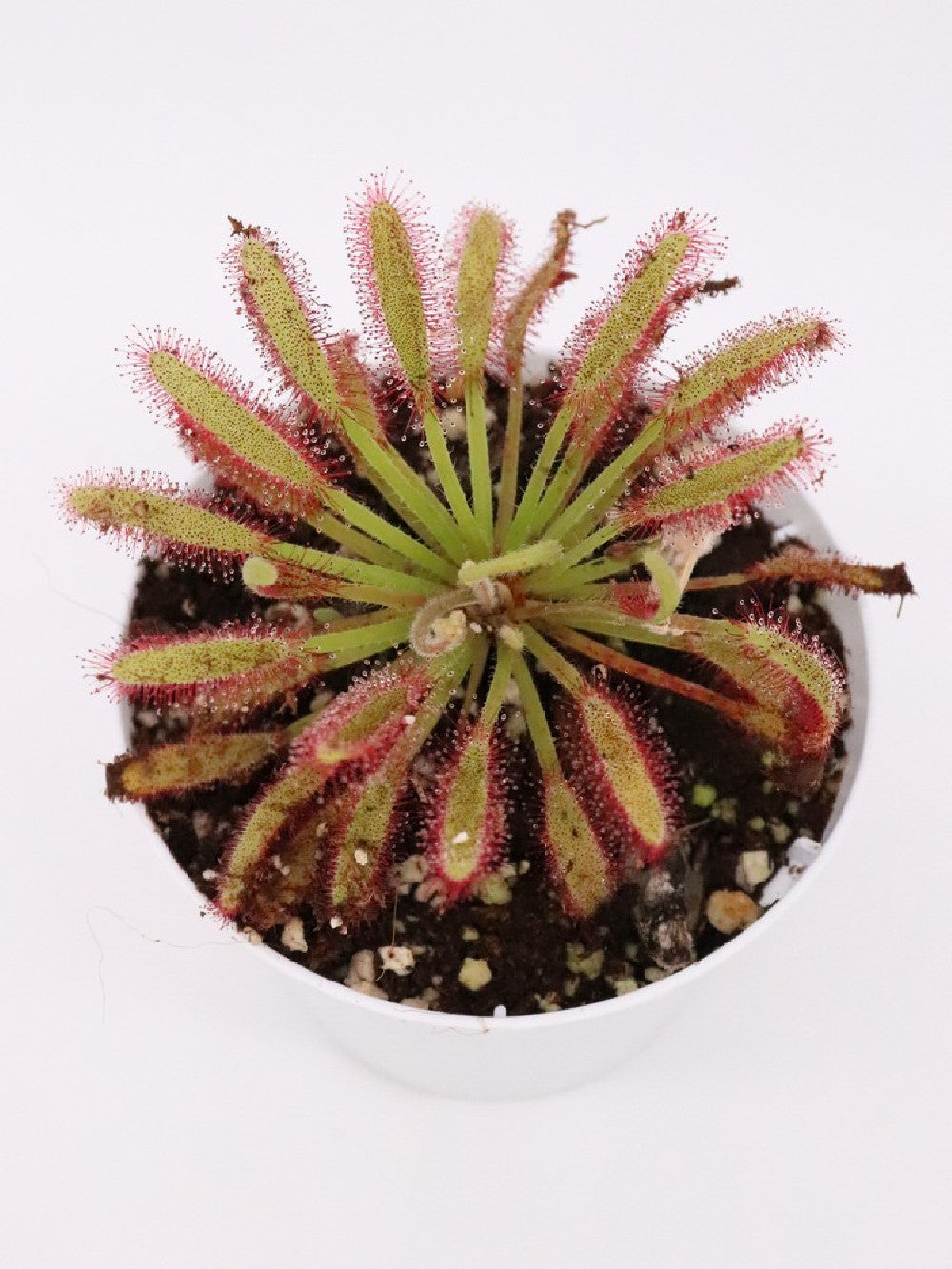 Drosera capensis  "Bains Kloof"