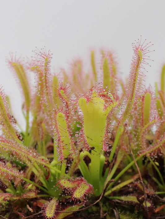 Drosera capensis " Crested " clone 2 GC