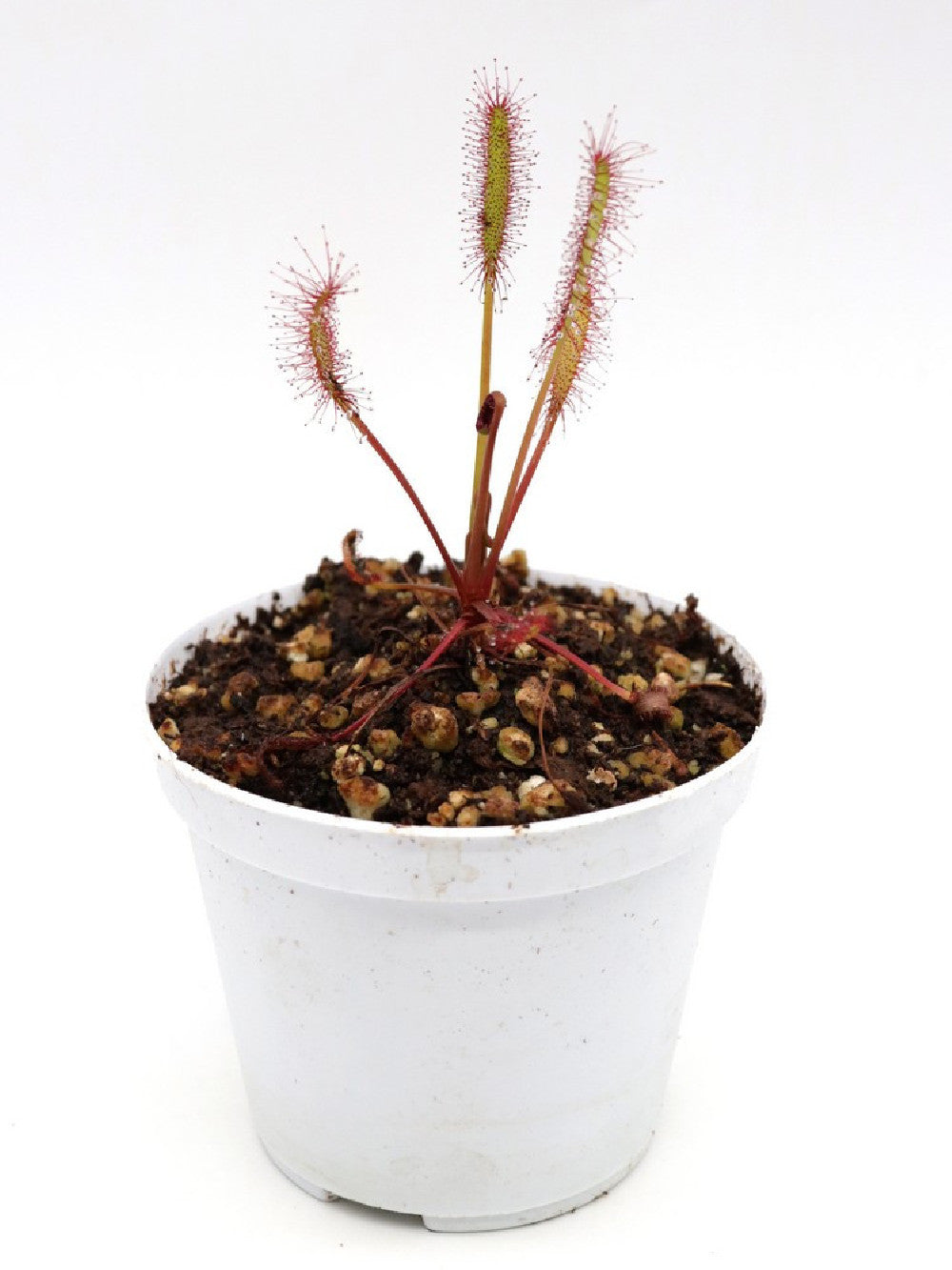Drosera capensis 'Triffid rose'