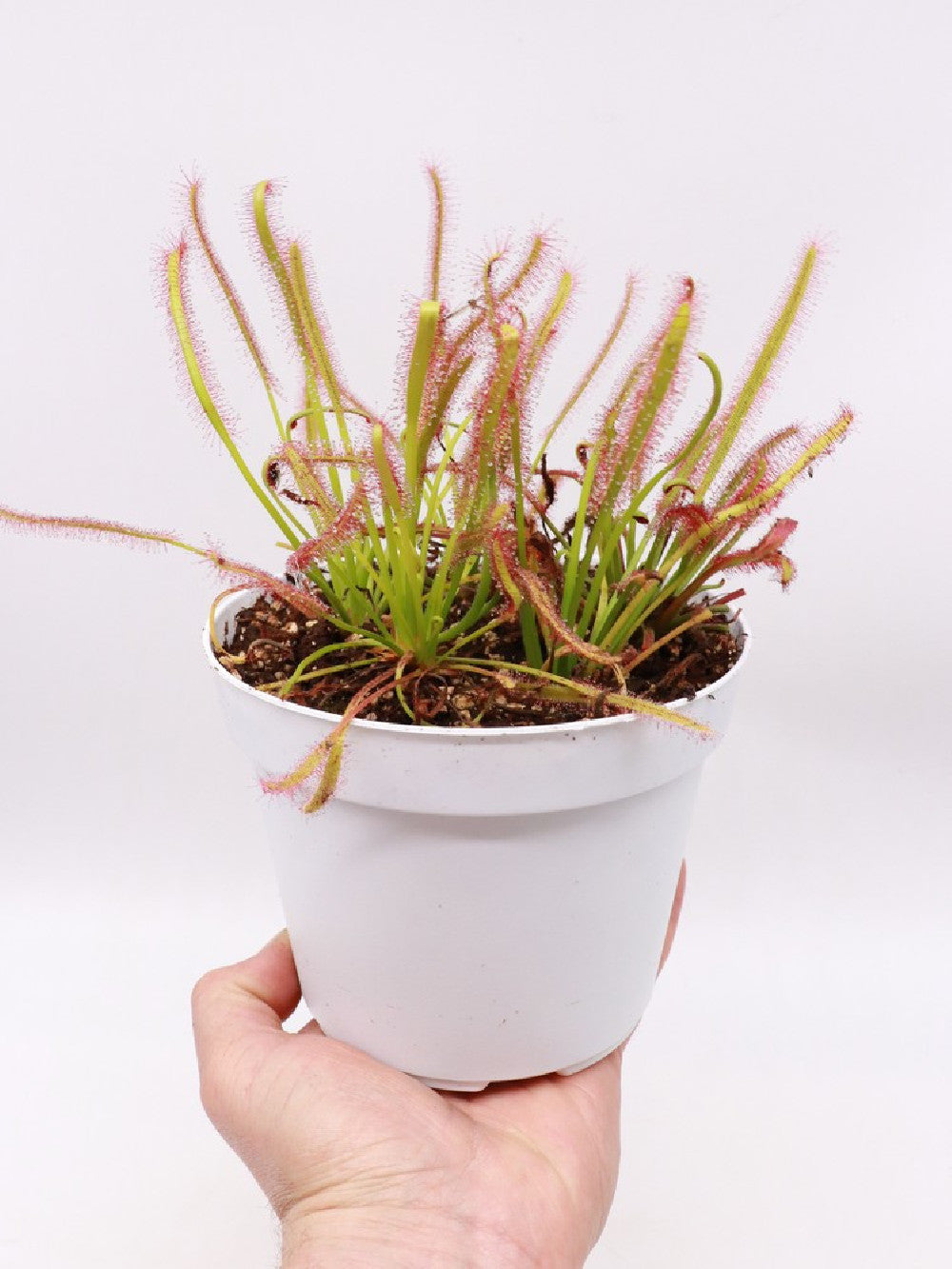Drosera capensis Large pot 12 cm