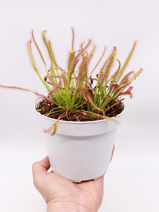 Drosera capensis   Large pot 12 cm