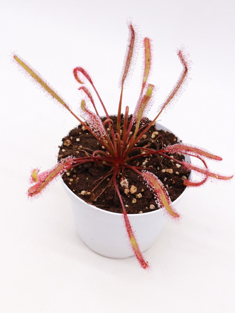 Drosera capensis " all red "
