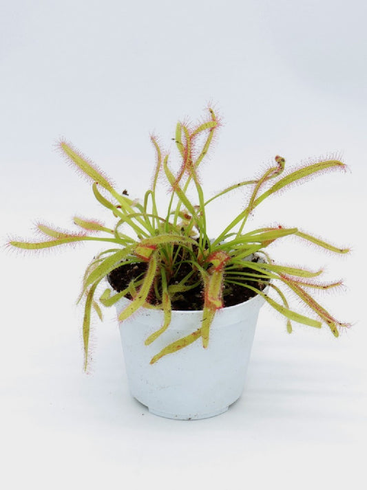 Drosera capensis " broad leaves "