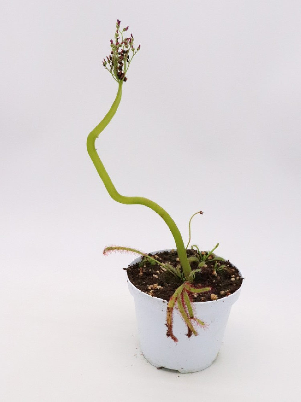 Drosera capensis "crested"
