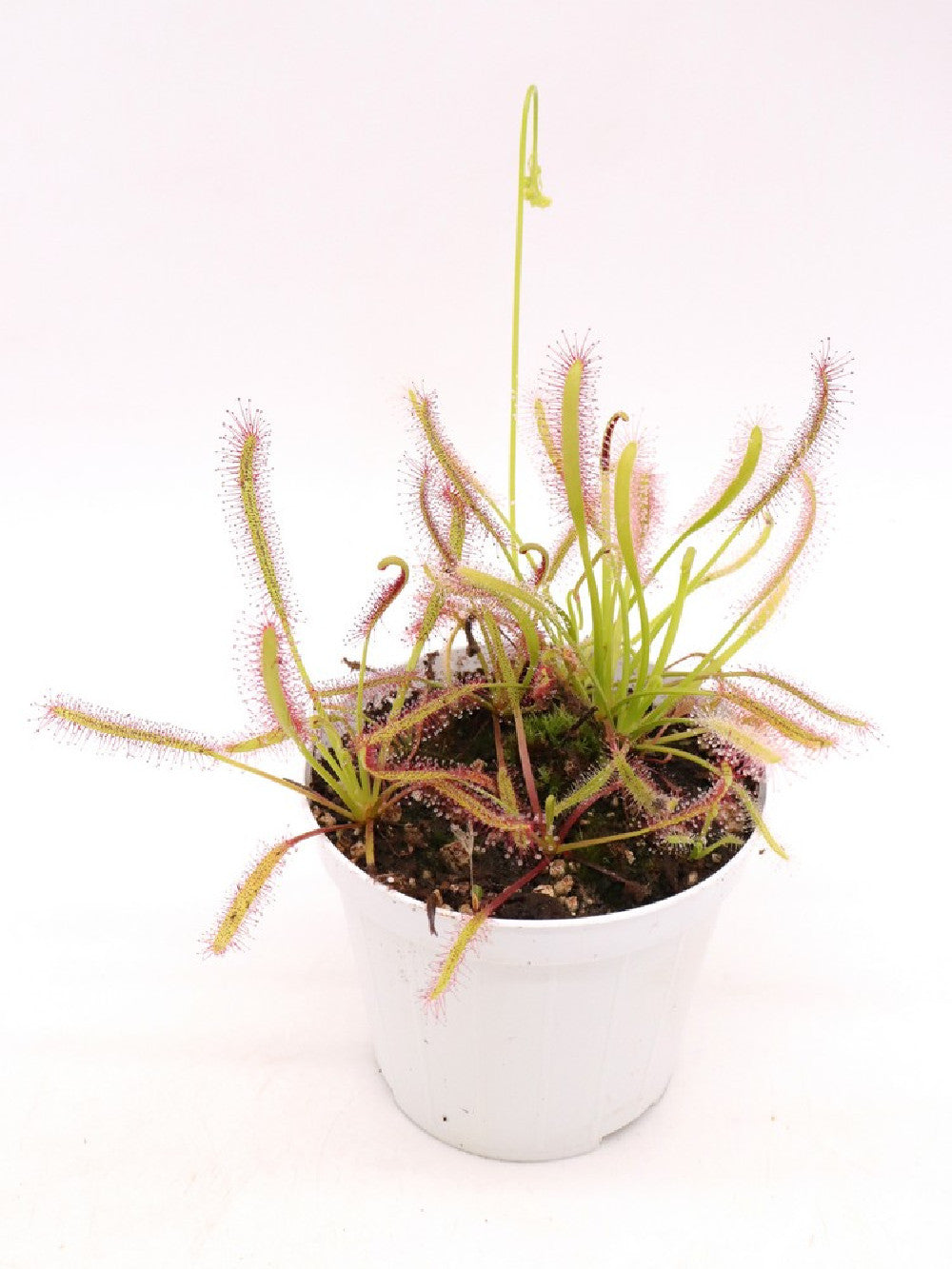 Drosera capensis red & albino