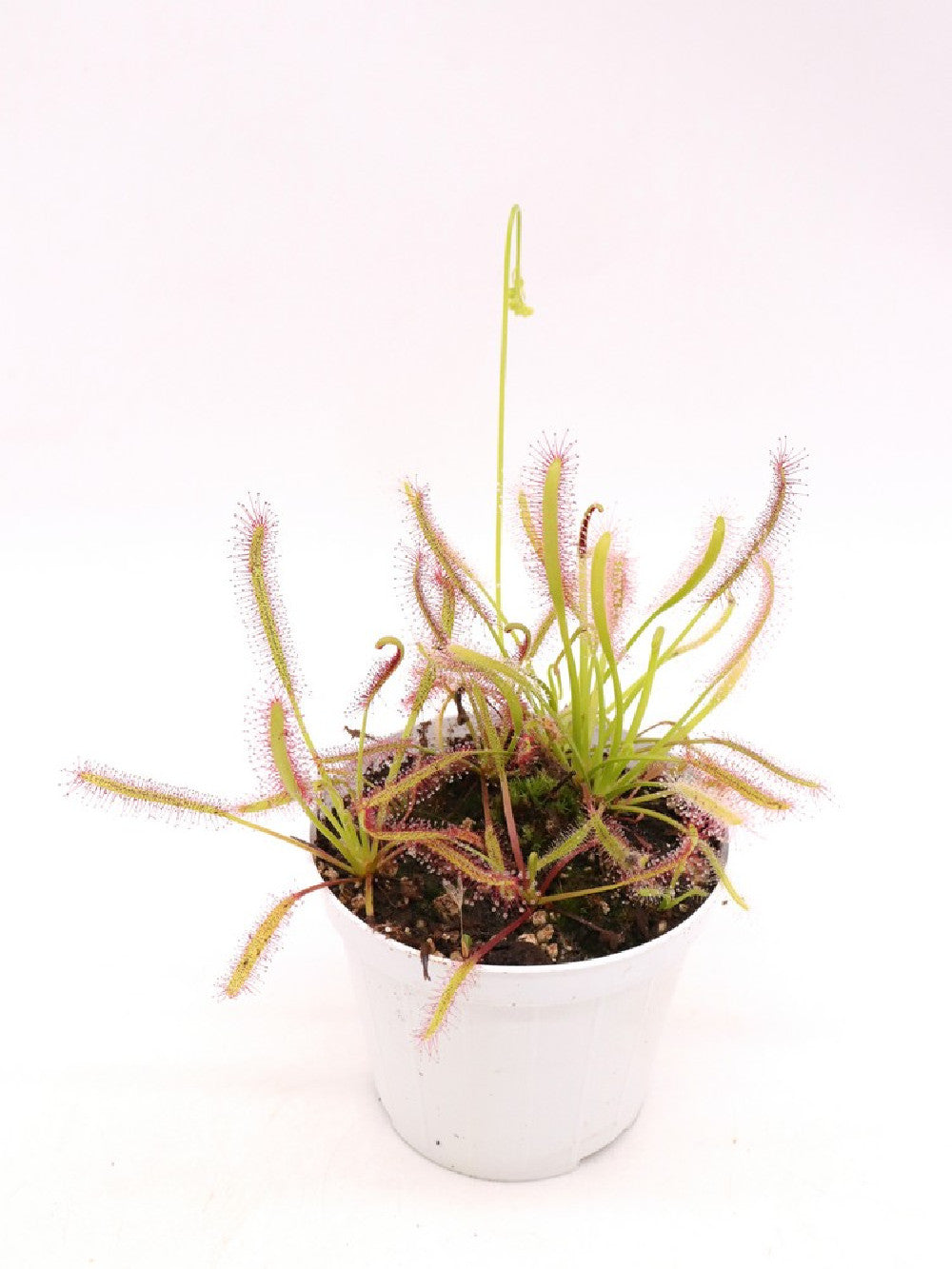 Drosera capensis red & albino