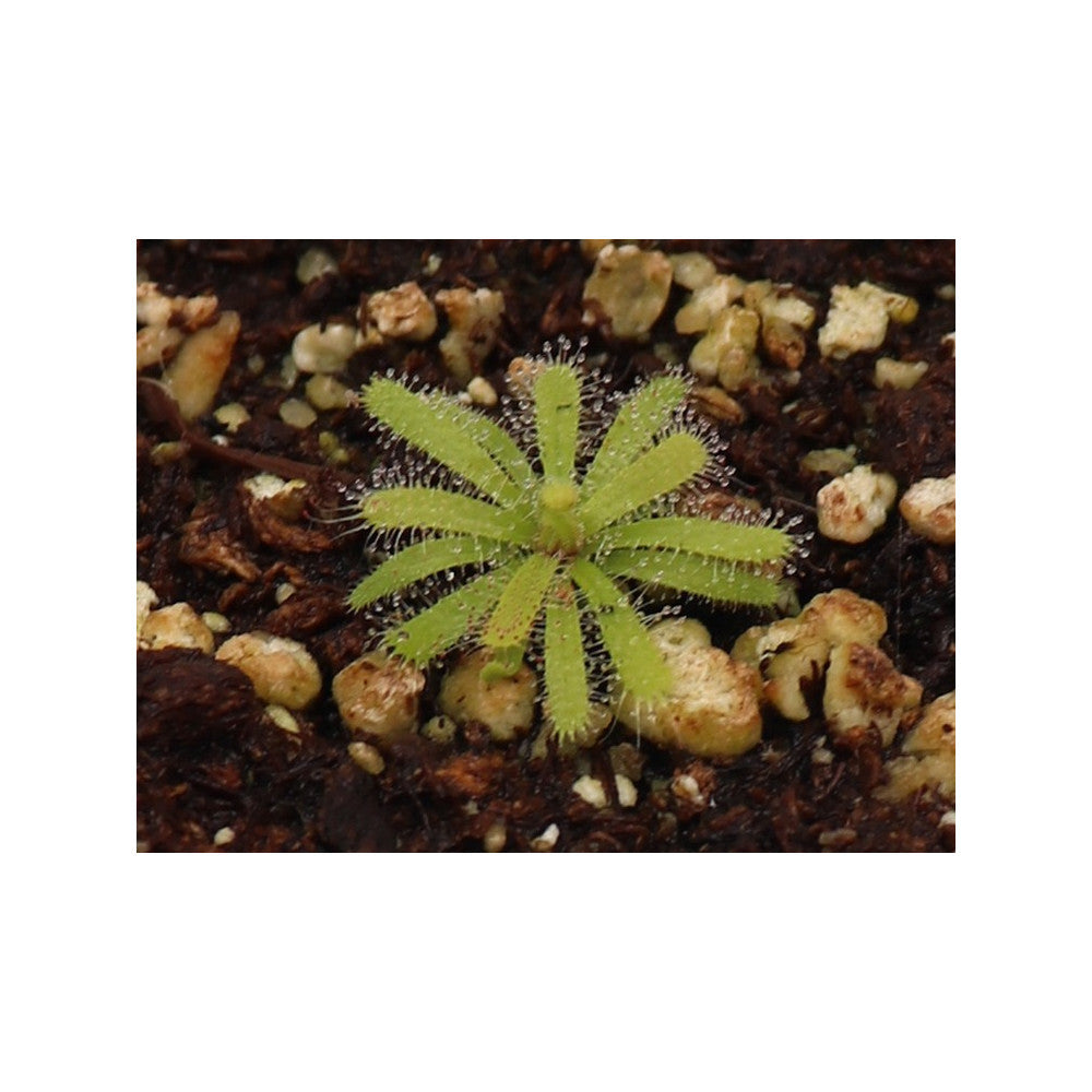 Drosera cistiflora , purple flower