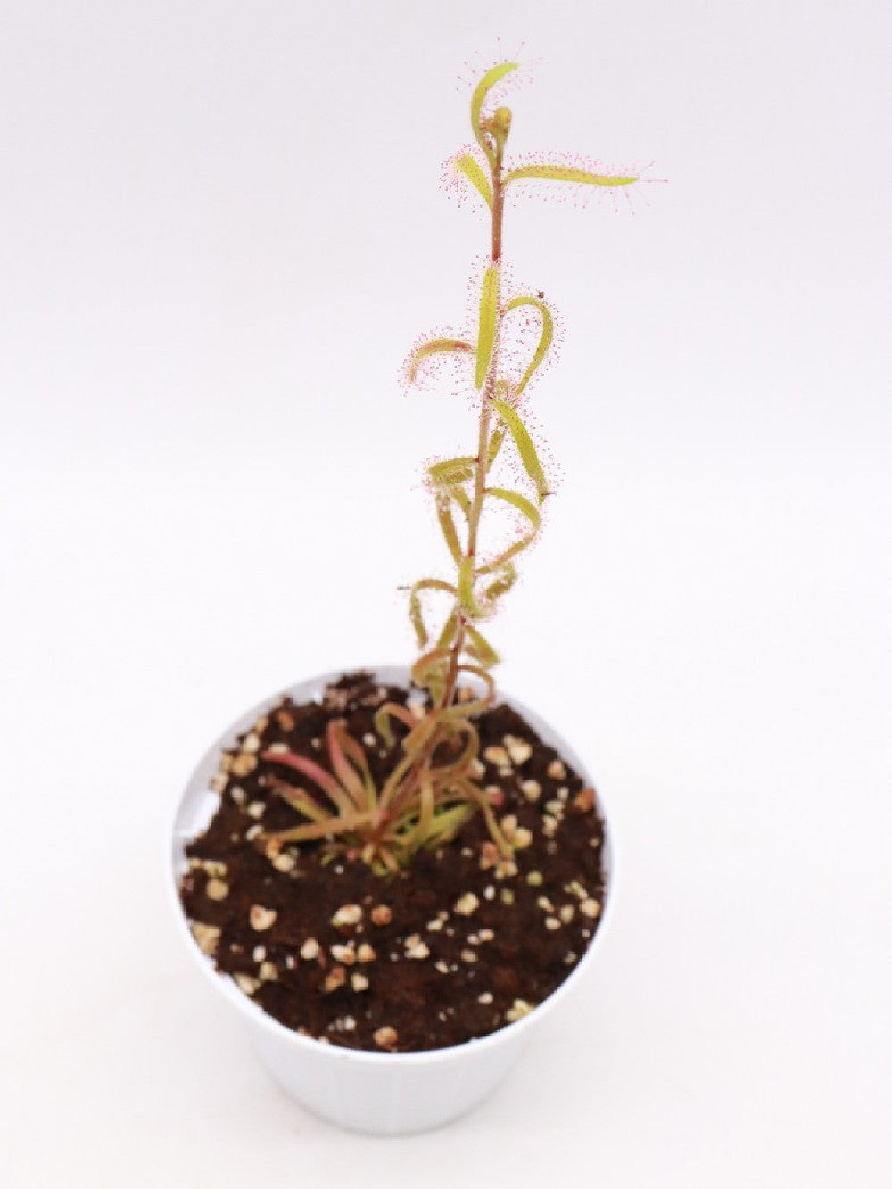 Drosera cistiflora , purple flower