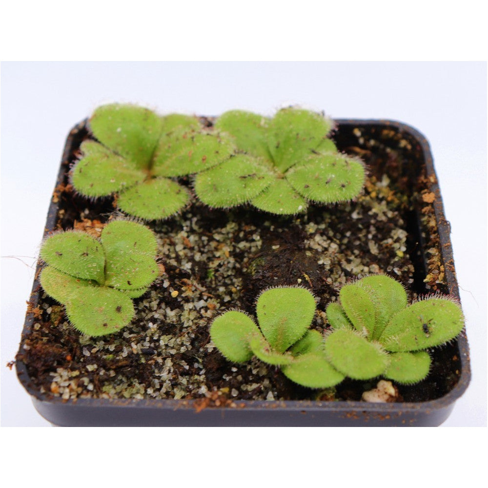 Drosera collina Ellenbrook