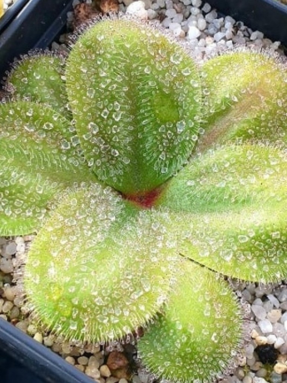 Drosera collina Ellenbrook