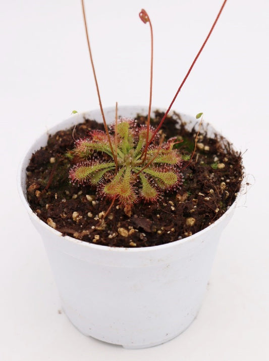 Drosera communis var. breviscapa