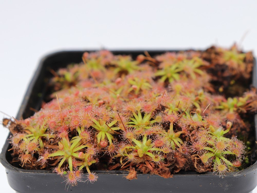 Drosera erycksoniae x pulchella