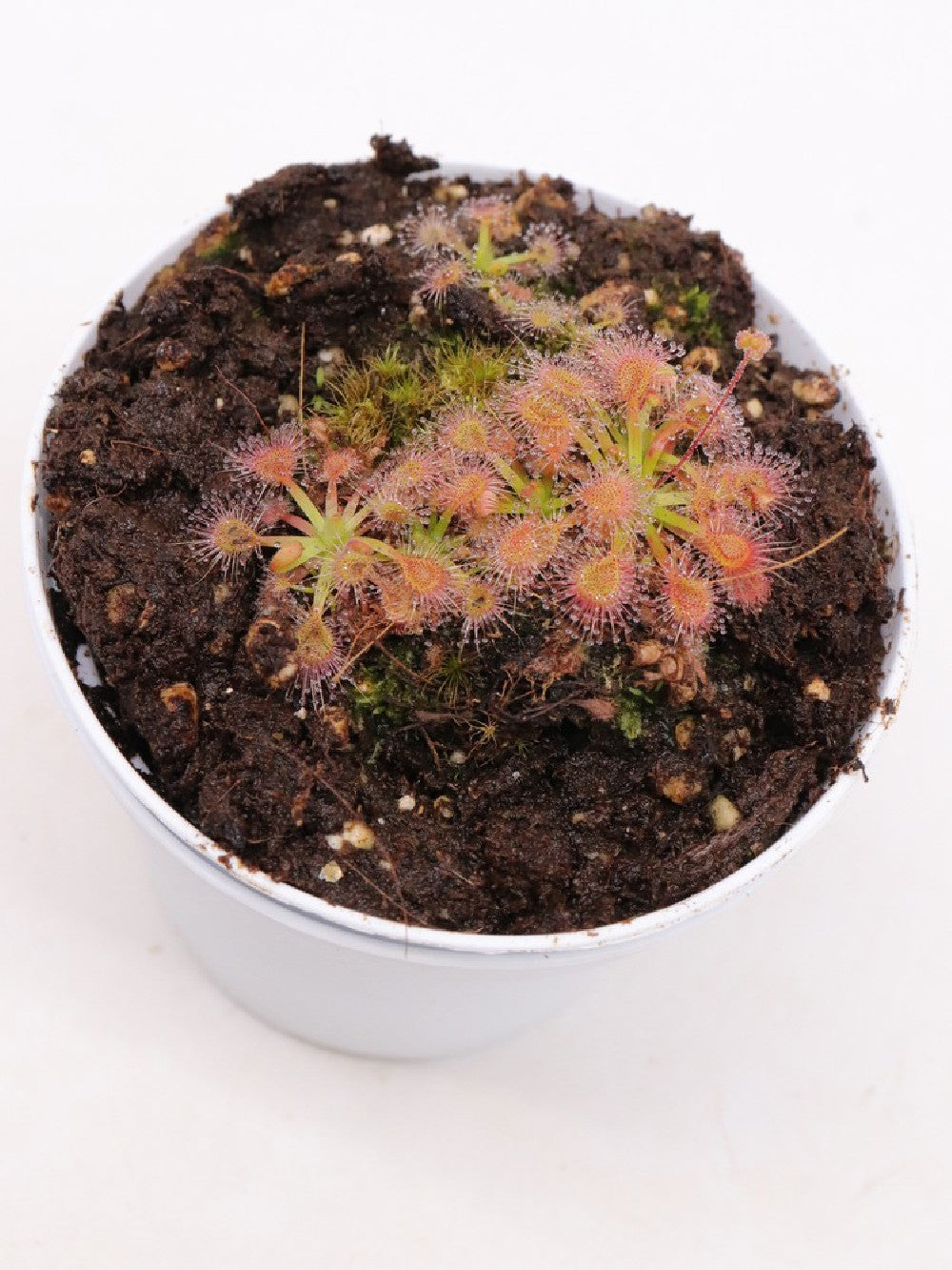 Drosera erycksoniae x pulchella