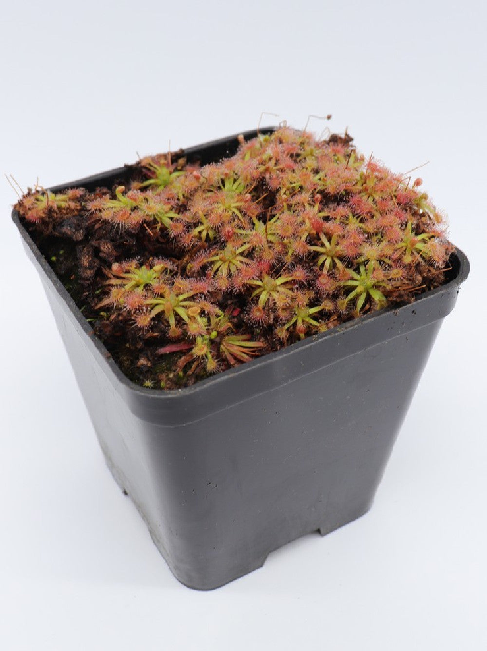 Drosera erycksoniae x pulchella