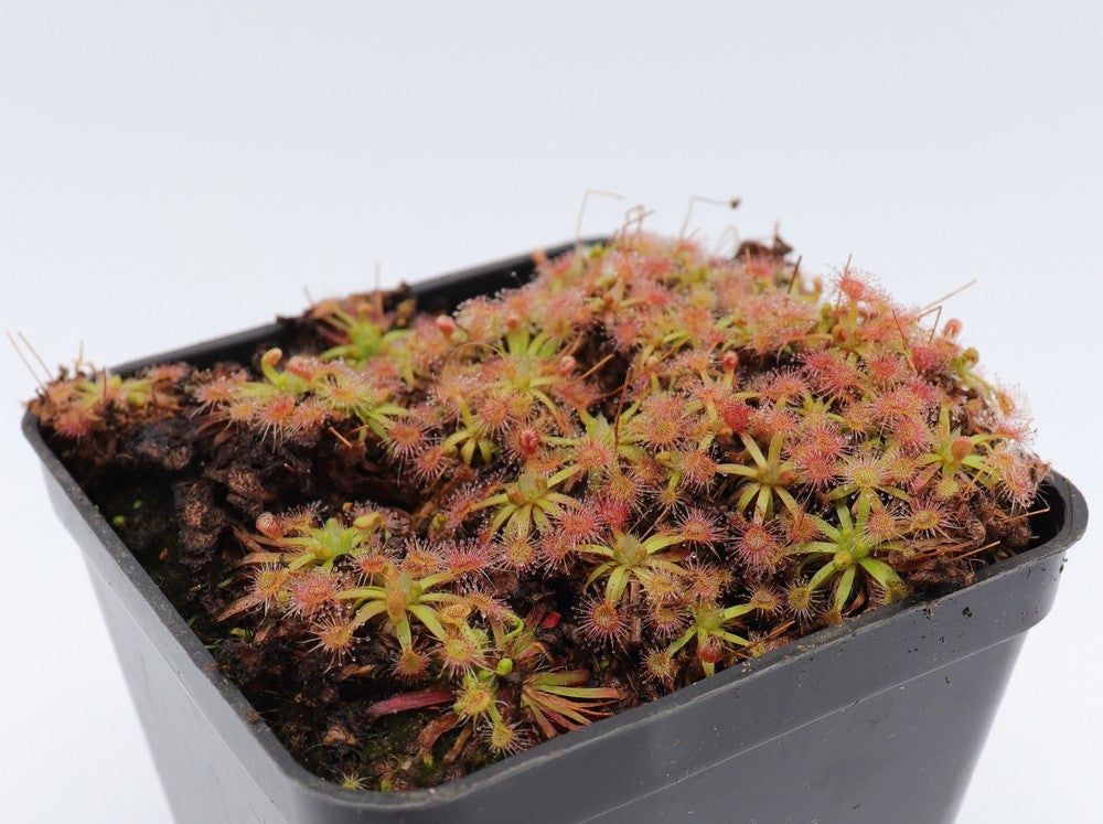 Drosera erycksoniae x pulchella