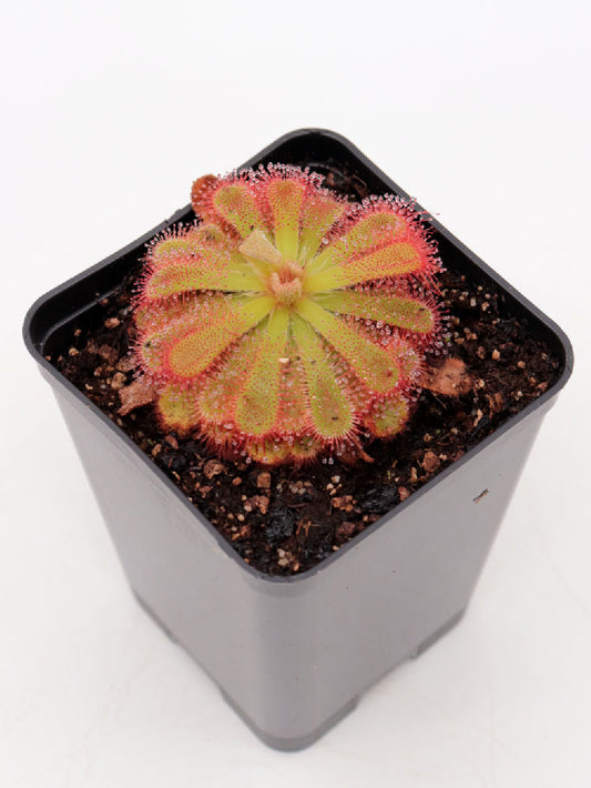 Drosera esterhuyseniae x slackii